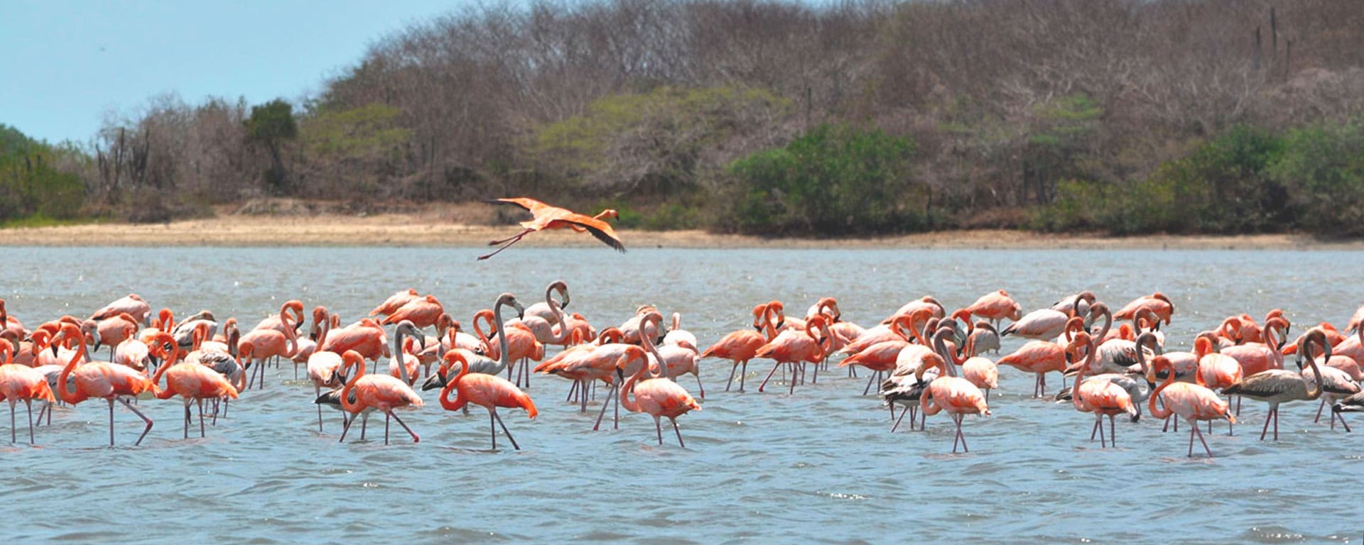 Descubre la magia de los flamencos en La Guajira: ¡Alquila un carro y vive una aventura inolvidable!