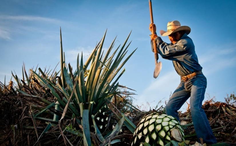 La Ruta del Tequila: Un viaje por los sabores de Jalisco