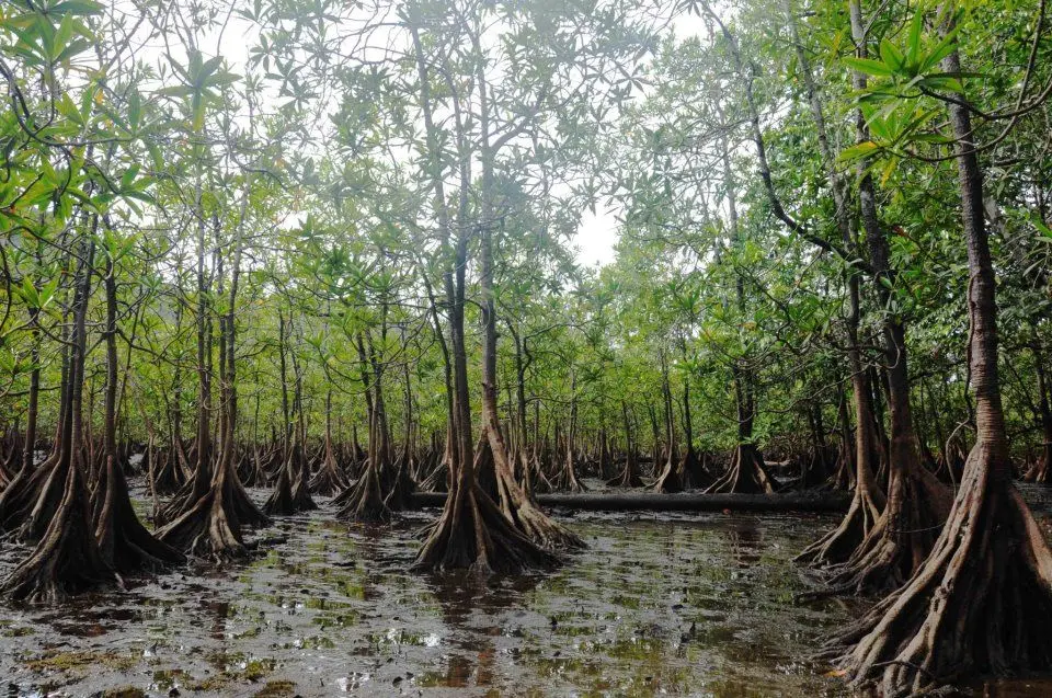 Parque Nacional Natural Utría