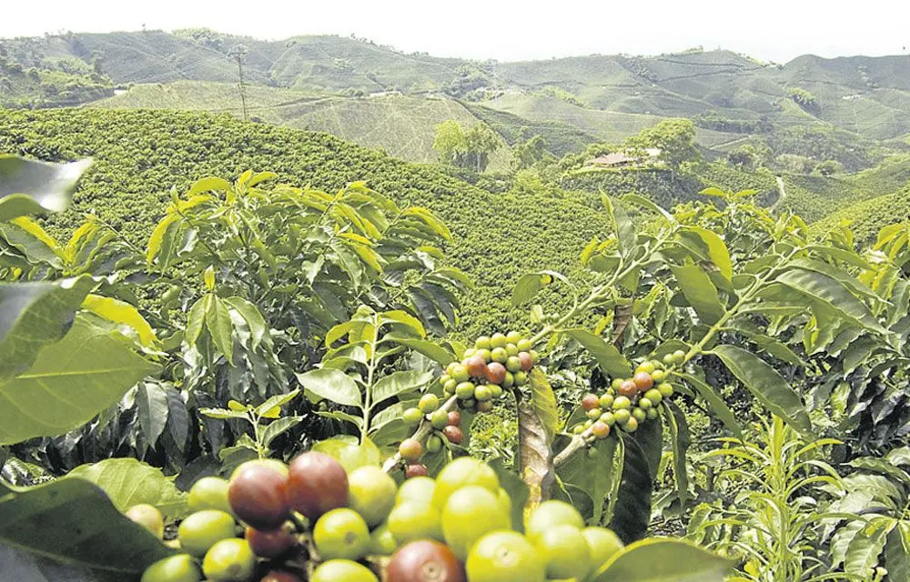 Corredores turísticos de Colombia Paisaje Cafetero