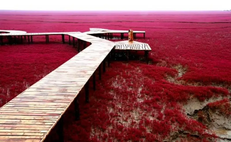 Lugares exóticos del mundo La playa roja en China