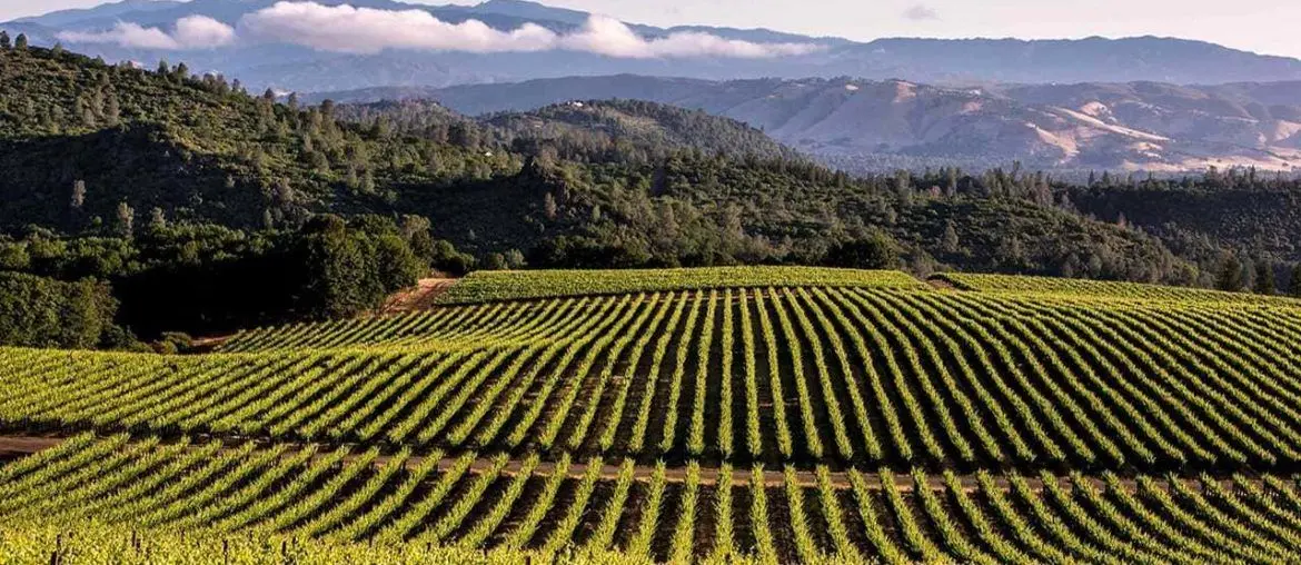 Cata de Vinos en California Sierra Foothills