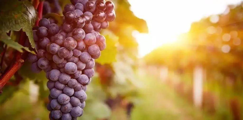 Cata de Vinos en California Valle Anderson