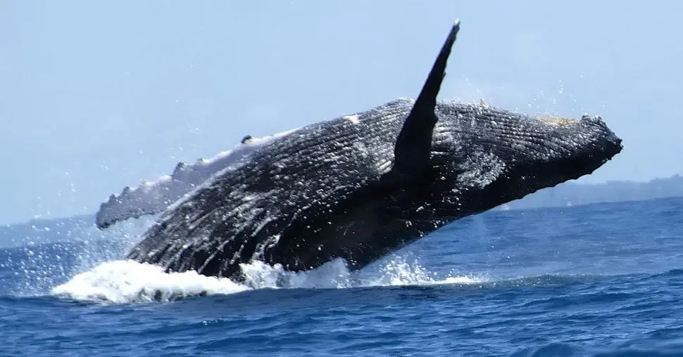 Turismo de naturaleza en Colombia Avistamiento de ballenas jorobadas en el Chocó