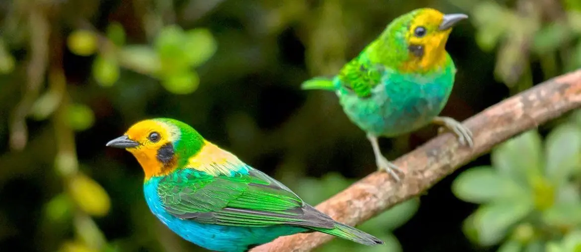 Turismo de naturaleza en Colombia Observar aves en la Reserva Natural Laguna de Sonso