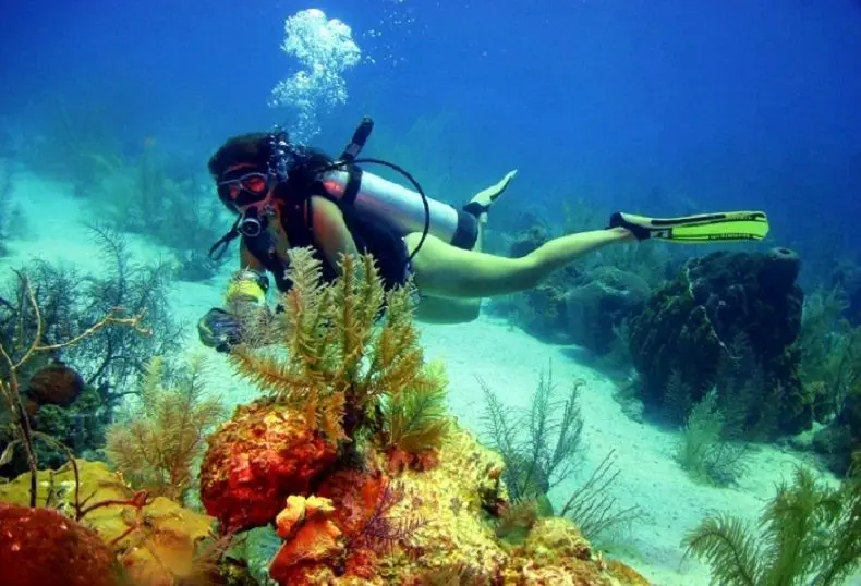 alquiler de carro caribe