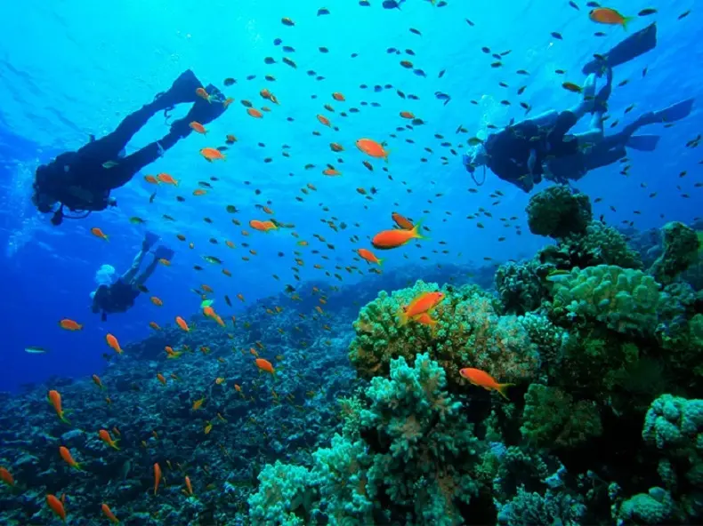 Bucear isla gorgona