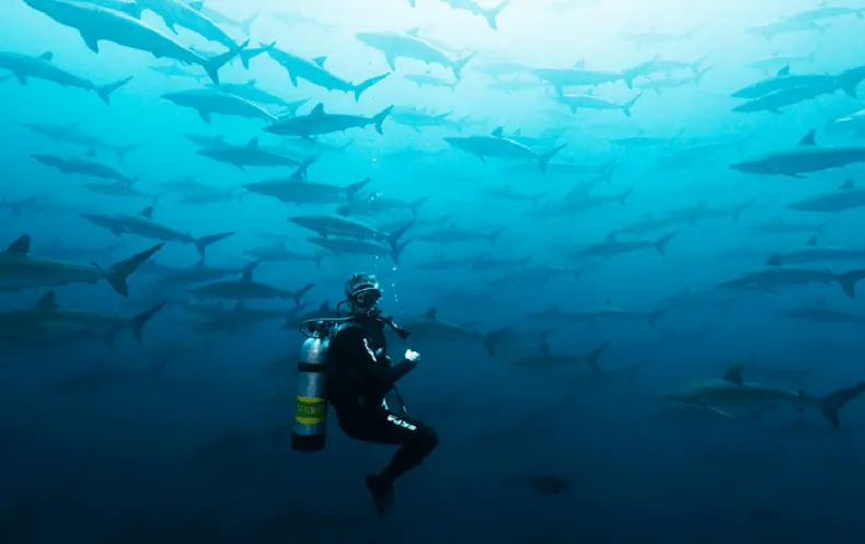Bucear malpelo - ¿Dónde bucear en Colombia?