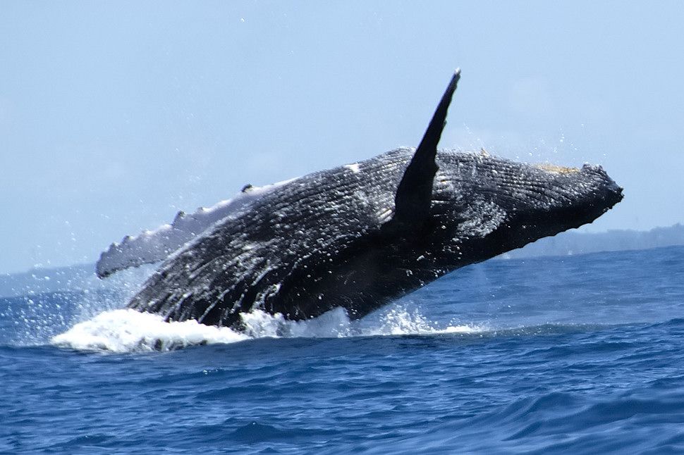 Amigos extranjeros - Nuqui