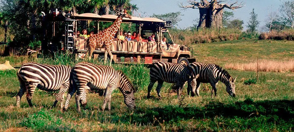 10 días en Miami - Animal Kingdom