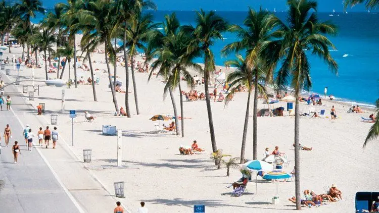 10 días en Miami - Palmeras