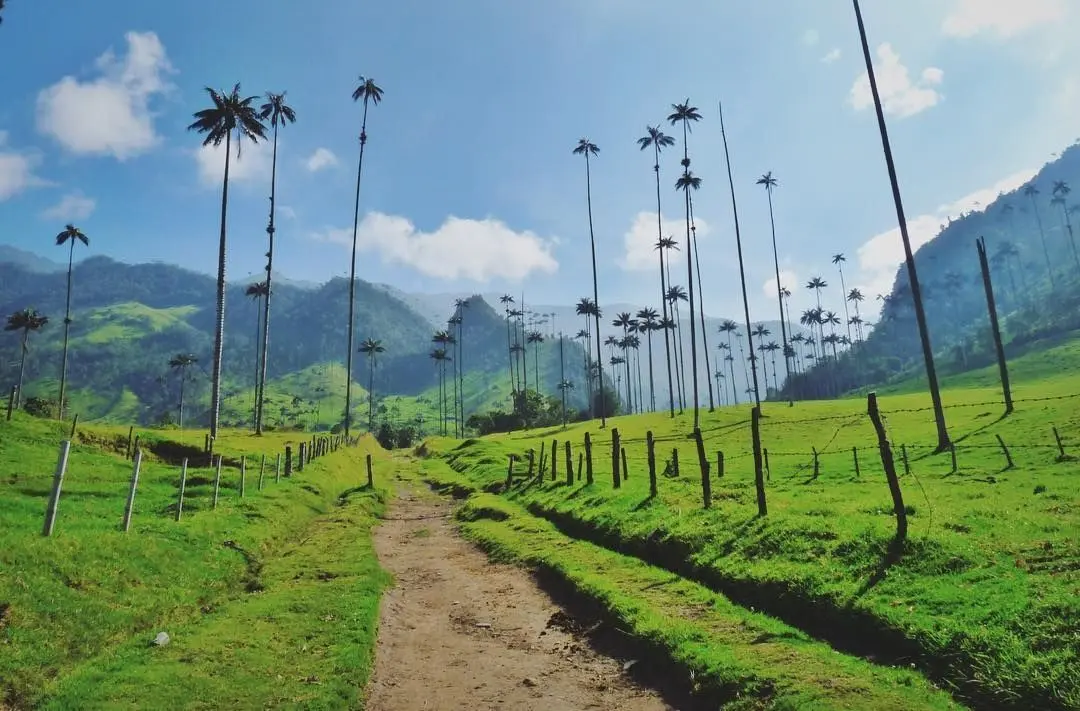 Trekking en Colombia - Valle del Cocora