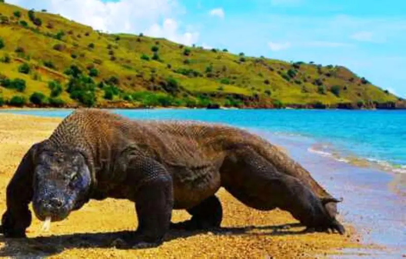 Destinos internacionales más baratos para viajar - Komodo Dragons