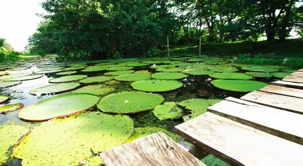 Lugares curiosos de Colombia - Amacayacu