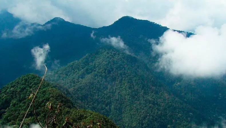 Seis bosques en Colombia para conocer