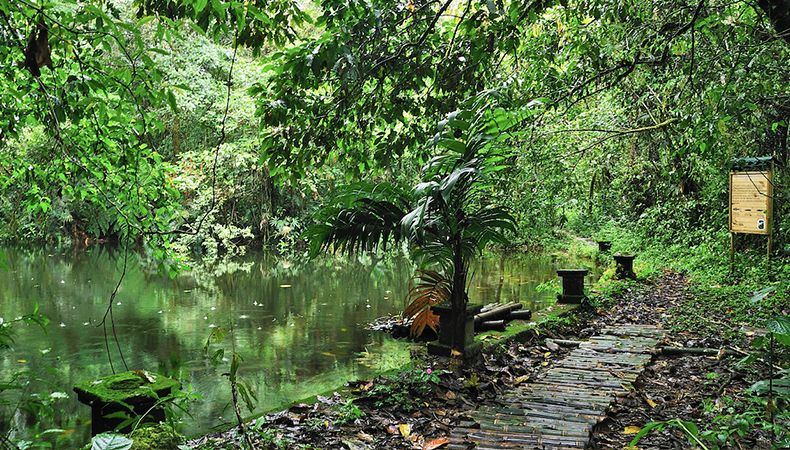 Seis bosques en Colombia para conocer