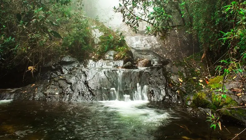 Seis bosques en Colombia para conocer