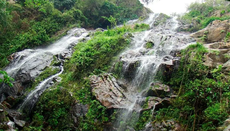Seis bosques en Colombia para conocer