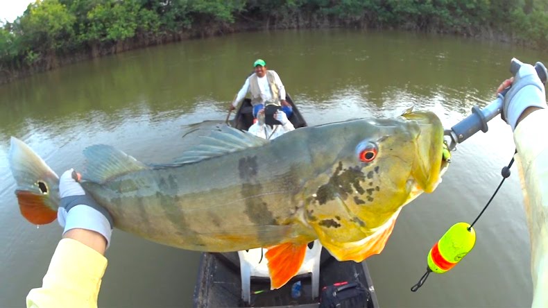 Practica la pesca deportiva en Colombia