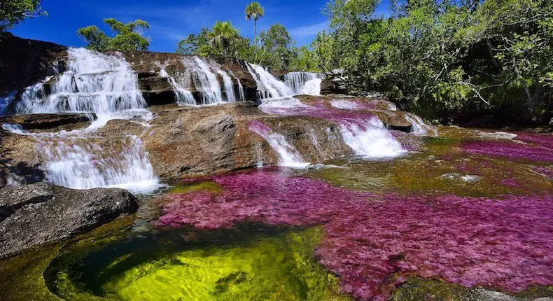 Viajes en Colombia: destinos infaltables - Alquiler de Carros. Caño Cristales
